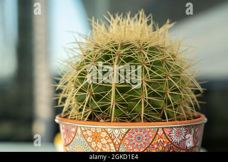 cactus vert bien entretenu avec d'énormes pointes défensives dans un pot de fleurs décoré de mandalas Banque D'Images
