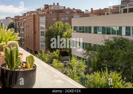 matucana, hylocereus undatus, opuntia microdasys se prélassant au soleil sur la terrasse du toit avec vue sur la rue bordée d'arbres. Plantes d'intérieur décoratives Banque D'Images