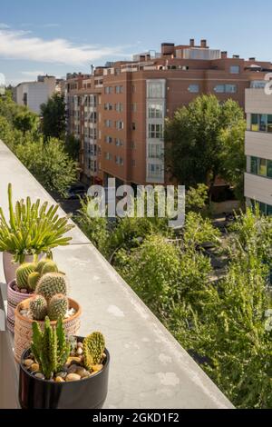 matucana, hylocereus undatus, opuntia microdasys se prélassant au soleil sur la terrasse de grand standing avec vue. Plantes d'intérieur décoratives Banque D'Images