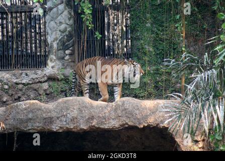 Tigre de Sumatran. Le tigre de Sumatra est une population de Panthera tigris sondaica sur l'île indonésienne de Sumatra Banque D'Images
