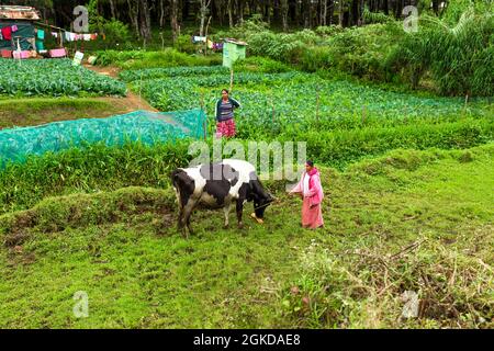 Ménage local au Sri Lanka. Un jardin de légumes verts avec des lits pair. Colombo, Sri lanka - 02.03.2018 Banque D'Images