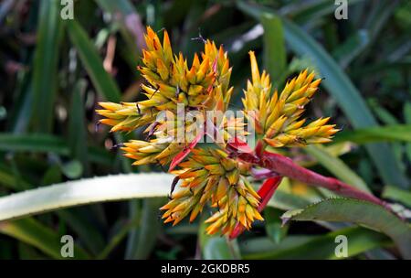 Inflorescence de la broméliade sur la forêt tropicale Banque D'Images