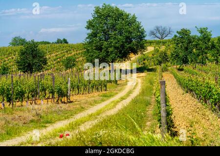 Paysage rural au printemps à Monferrato près de Gavi, province d'Alessandria, Piémont, Italie, site classé au patrimoine mondial de l'UNESCO. Banque D'Images