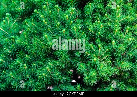 Feuillage vert de l'épinette canadienne. Arbre à feuilles persistantes de conifères décoratif dans le jardin Banque D'Images