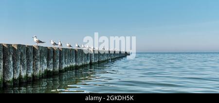 Mouettes sur poteaux en bois comme brise-lames sur la plage Baltique de Svetlogorsk. Banque D'Images