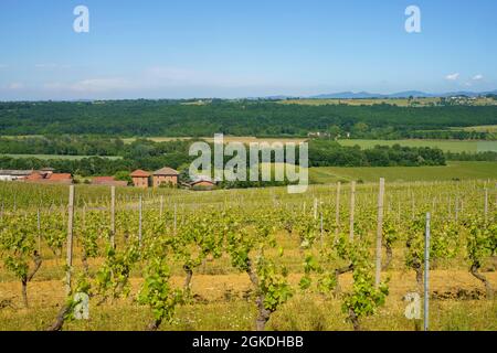 Paysage rural au printemps à Monferrato près de Gavi, province d'Alessandria, Piémont, Italie, site classé au patrimoine mondial de l'UNESCO. Banque D'Images