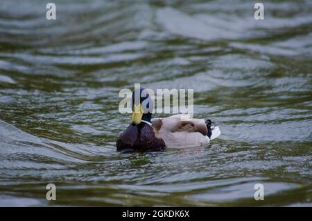 Un canard colvert mâle ( Anas platyrhynchos ) sur l'eau d'un lac à Bucarest, Roumanie - photo: Geopix Banque D'Images
