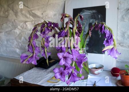 Gros plan de Sad drooping magasin acheté violet gladioli fleurs coupées dans une maison rurale intérieur au pays de Galles Royaume-Uni Grande-Bretagne août 2021 KATHY DEWITT Banque D'Images