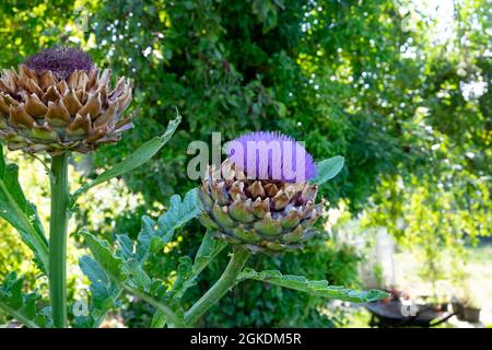 Globe violet artichaut fleur Cynara Scolymus croissant dans un potager biologique dans l'ouest du pays de Galles Royaume-Uni Grande-Bretagne KATHY DEWITT Banque D'Images