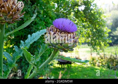 Fleur d'artichaut globe violet Cynara Scolymus poussant dans un potager biologique dans le Carmathenshire West Wales UK Grande-Bretagne KATHY DEWITT Banque D'Images