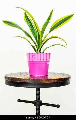 dracaena avec des feuilles de citron vert dans une marmite rose sur bois industriel rond et tabouret en métal avec fond blanc Banque D'Images