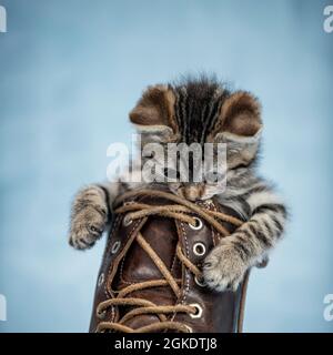 joli chaton rayé jouant avec les lacets d'une botte en fourrure marron Banque D'Images