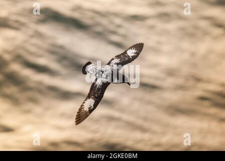 Cap Petrel, survolant la surface de la mer Antarctique. Banque D'Images