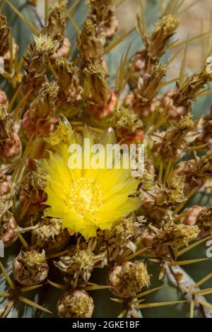 Énorme fleur de cactus jaune entourée de pointes agressives et protectrices Banque D'Images