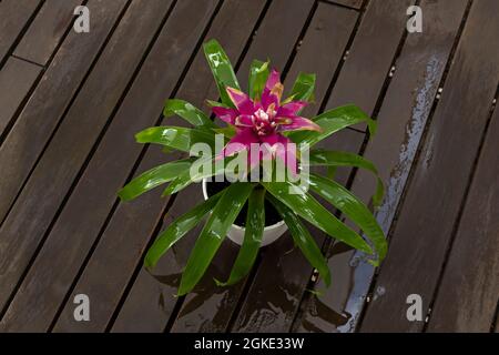 Image de guzmania fraîchement arrosé sur une terrasse avec parquet. Plantes d'intérieur décoratives Banque D'Images