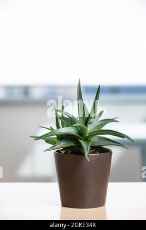 jolie haworthia dans pot brun sur table en bois et beaucoup de bokeh en arrière-plan Banque D'Images