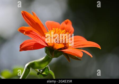 Macro de tournesol mexicain, Tithonia rotundifolia, au soleil. Variété de chalumeau. Arrière-plan flou Banque D'Images