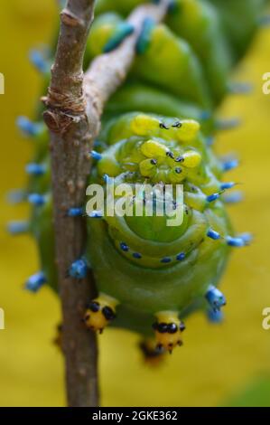 Chenille cécropia vert vif et bleu sur une brindille, macro rapprochée montrant la tête, les tubercules, les vraies pattes et les crochets avec fond jaune Banque D'Images