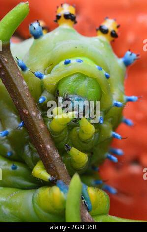 Chenille cécropia verte et bleue brillante sur une brindille, macro rapprochée de la tête, des tubercules, des pattes vraies et des crochets avec fond orange Banque D'Images