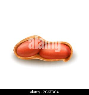 Arachides noix en coque écrasée Natural snack Vector Illustration de Vecteur