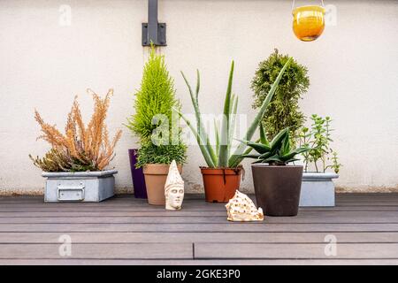 Plantes sur le parquet d'une terrasse de grand standing. Cyprès et aloès, herbe et harthowia. Banque D'Images