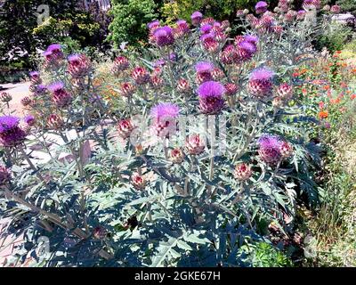 Grande masse de fleurs de Cardoon dans le parc Banque D'Images