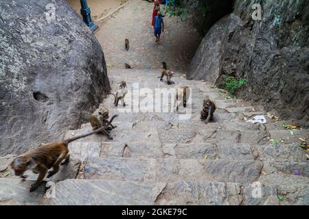 DAMBULLA, SRI LANKA - 20 JUILLET 2016 : macaques sur un escalier menant au temple de la grotte de Dambulla, Sri Lanka Banque D'Images