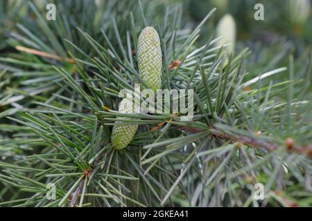 Branches avec cônes de Cedrus deodara. Cèdre de l'Himalaya ou cèdre de l'Himalaya Banque D'Images