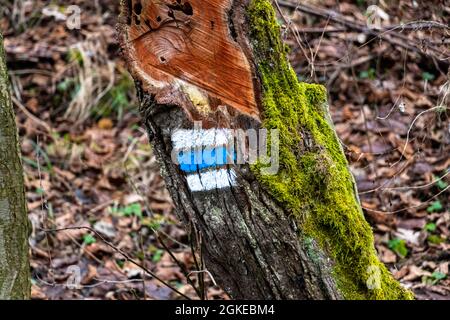 marquage bleu sur le tronc de l'arbre Banque D'Images