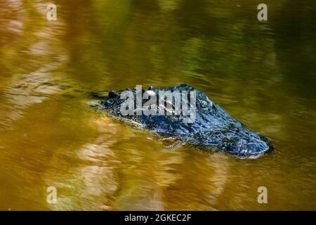 Le mangrove Head Pond, situé sur le J.N. Ding Darling National Wildlife refuge, fournit des alligators d'habitat peuvent être trouvés se prélasser au soleil ou nager à travers l'eau douce à de nombreux endroits dans le refuge. Cet alligator juvénile se nourrit dans une piscine d'eau douce peu profonde. 29 mars 2021, Sanibel Island, FL. Banque D'Images