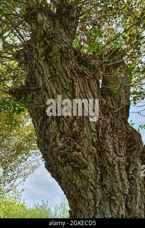 Alter Baum am Ernst-August-Kanal im Stadteil Limmer, Spätsommer à Hanovre, Allemagne / Allemagne Banque D'Images