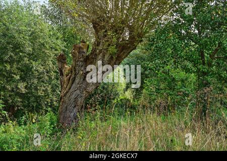 Alter Baum am Ernst-August-Kanal im Stadteil Limmer, Spätsommer à Hanovre, Allemagne / Allemagne Banque D'Images