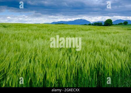 Champs de céréales en face de la Benediktenwand, près d'Antdorf, Pfaffenwinkel, haute-Bavière, Bavière, Allemagne Banque D'Images