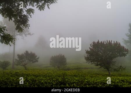 Brume sur les jardins de thé près de Haputale, Sri Lanka Banque D'Images