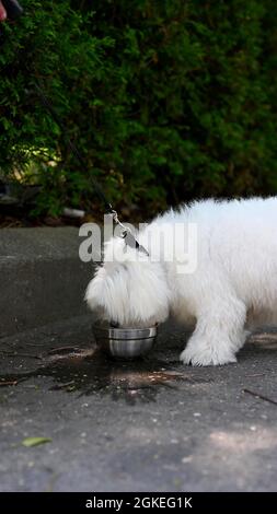 Un chien maltais boit de l'eau en plein air Banque D'Images