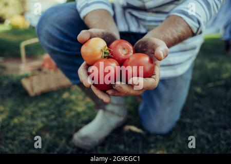 Gros plan fermier mâle caucasien tenant un groupe de grosses tomates cerises rouges fraîchement récoltées Banque D'Images