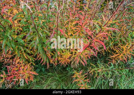 Chamaenerion angustifolium , ou herbe à feu, communément connue sous le nom de rosebay willowherb, photographiée près de Malham Tarn dans le Nord du Yorkshire Banque D'Images