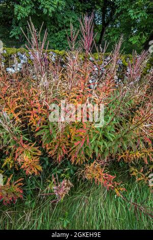 Chamaenerion angustifolium , ou herbe à feu, communément connue sous le nom de rosebay willowherb, photographiée près de Malham Tarn dans le Nord du Yorkshire Banque D'Images