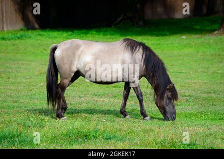 Konik Horse, Masurian House, Popielno, Ruciane-Nida, Warmia-Masuria, Pologne Banque D'Images