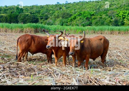 Oxen, canne à sucre (Saccharum officinarum), récolte de canne à sucre, près de San Rafael de Yuma, Caraïbes, Amérique, République dominicaine Banque D'Images