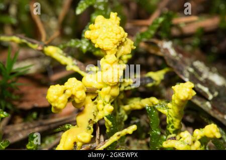 Moule à chaux (Physarum virescens) Banque D'Images