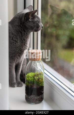 Bouteille en verre avec liège et petite forêt en elle faite de terre, gravier, lichen croissant (Cladonia fimbriata) et de mousse sur le seuil de la fenêtre. Chat sur le backgrou Banque D'Images