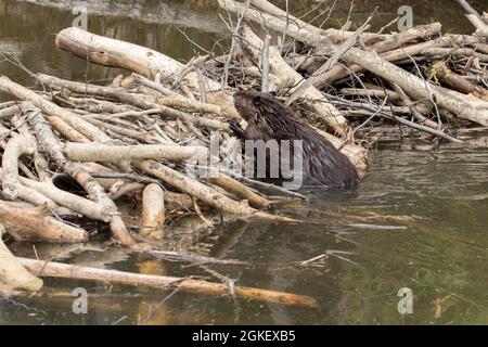 Castor canadien, castor canadien (Castor fiber canadensis), castor canadien, castor, rongeurs, mammifères, Animaux, barrage de franchissement de castors américains, Castor Banque D'Images