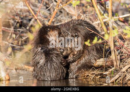 Castor canadien, castor canadien (Castor fiber canadensis), castor canadien, castor, rongeurs, mammifères, Animaux, castor américain, adultes et jeunes Banque D'Images