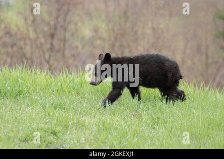 Ours noir américain, ours noir, ours, prédateurs, mammifères, Animaux, American Black Bear cub marchant dans les prairies (Ursus americanus), Forillon national Banque D'Images