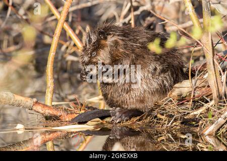 Castor canadien, castor canadien (Castor fiber canadensis), castor canadien, castor, rongeurs, mammifères, Animaux, articles de toilette pour castors américains, Castor Banque D'Images
