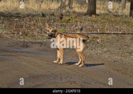 Jeune chien d'ours Karélien (laika) Banque D'Images