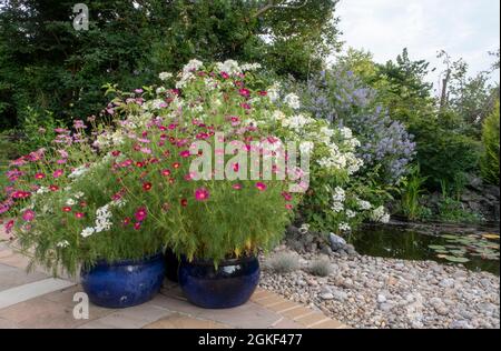 Cosmos roses dans un pot avec hortensia paniculata Moth blanc derrière et ceanothus Gloire de Versailles à l'arrière, à côté d'un étang à Devon, Royaume-Uni Banque D'Images