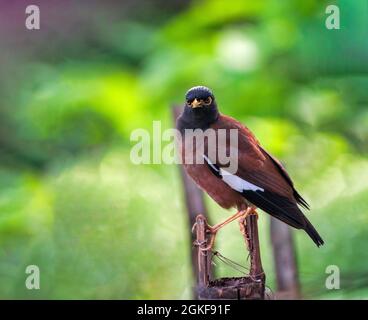 La myna commune ou la myna indienne parfois épelée mynah est un oiseau de la famille des Sturnidae indigènes de l'Asie. Banque D'Images