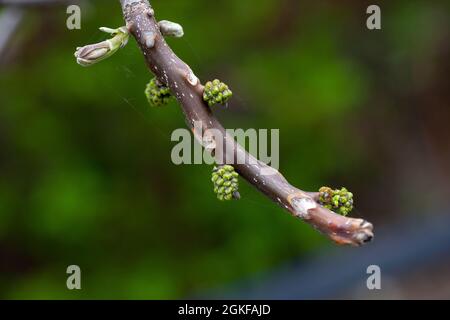 Branche de noyer. Gros plan des bourgeons verts et des feuilles de noyer non ouvertes sur fond naturel dans le jardin de printemps le jour chaud de mai, Juglans regia Banque D'Images